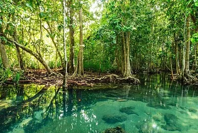 MANGLAR jigsaw puzzle