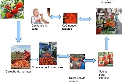 circuito productivo del tomate