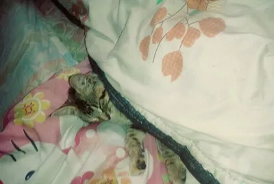 Mi gatita mimiendo