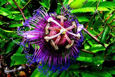 flor