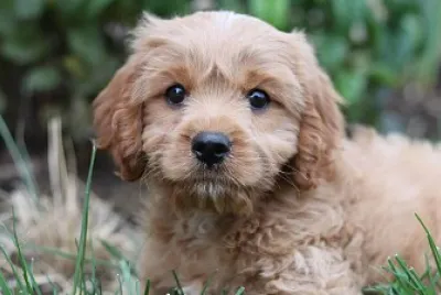 Perro