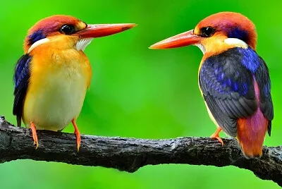 Beautiful birds
