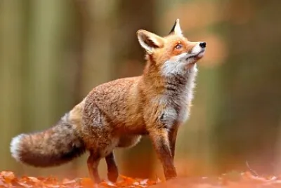 questo puzzle si chiama la volpe nel bosco