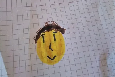 tizio smile