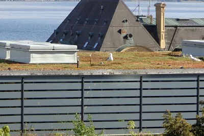 Neuchâtel petits goélands