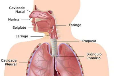 SISTEMA RESPIRATÓRIO 8B