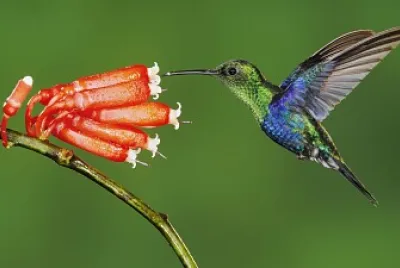 colibri jigsaw puzzle