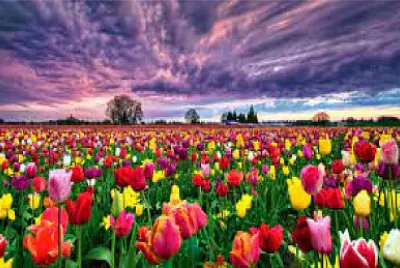CAMPO DE TULIPANES jigsaw puzzle