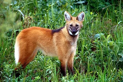 Lobo guará