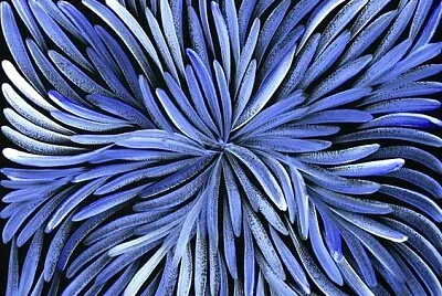 blue colors