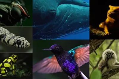 Animales
