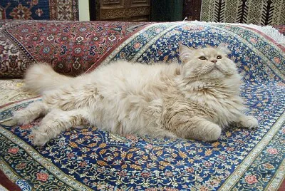 Persiano beige