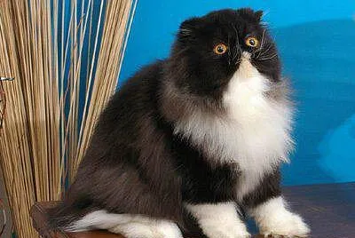 Persiano bicolore
