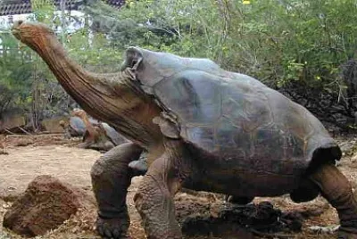 Animal endémico de Galápagos