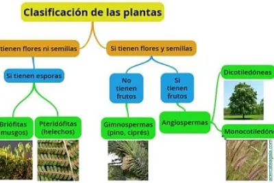 clasificacion de las plantas