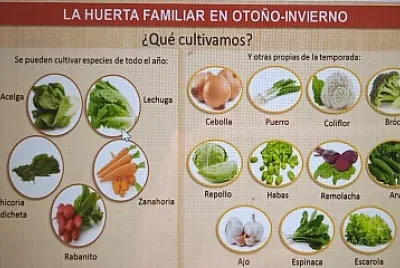 ¿Qué plantamos?
