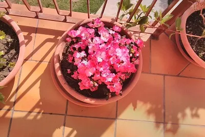 le azalee rosa