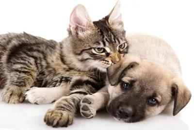 cane e gatto