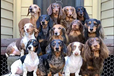 perros