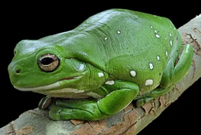 Sapo Gilberto