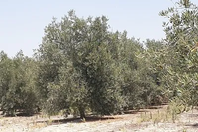 זיתים jigsaw puzzle
