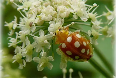 Insecte