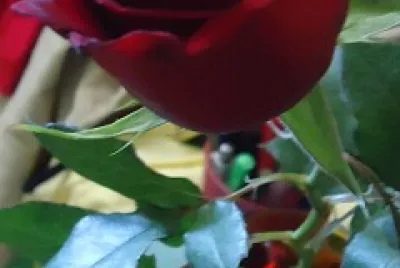 rosa 1