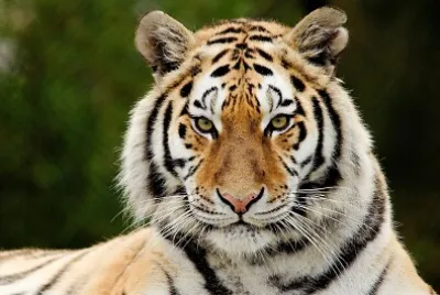tigre