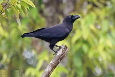 Corvo del Banggai