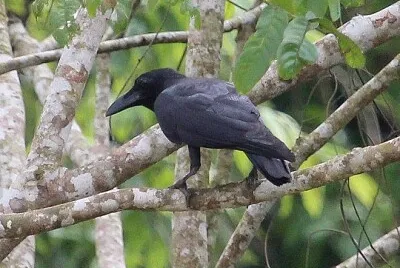 Corvo violetto