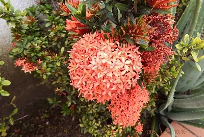 FLOWERS