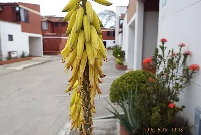 FLOWERS