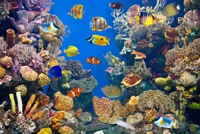 ecosistema marino jigsaw puzzle