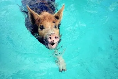 Aquatic pork