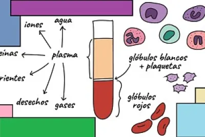 Células en la sangre