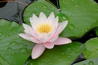 flores