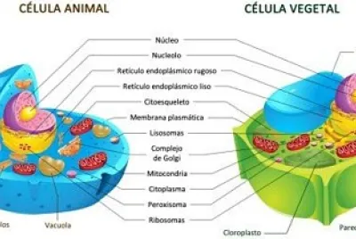CÉLULA ANIMAL E  CELULA VEGETAL