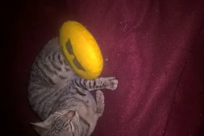 los mininos