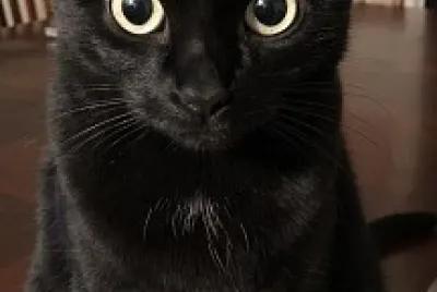 gata