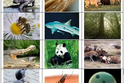 R. del ambiente jigsaw puzzle