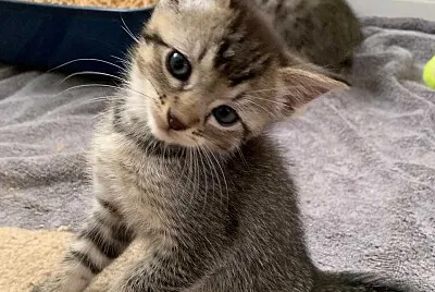 gata