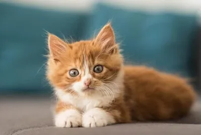 Michu