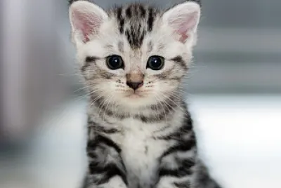 Gato ????