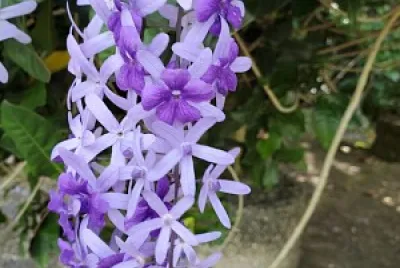 Flor