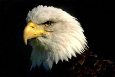 AGUILA