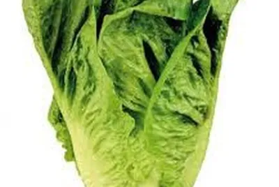 Lechuga
