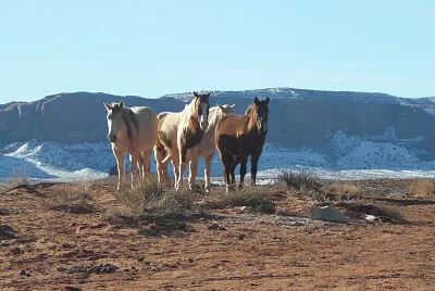 horses