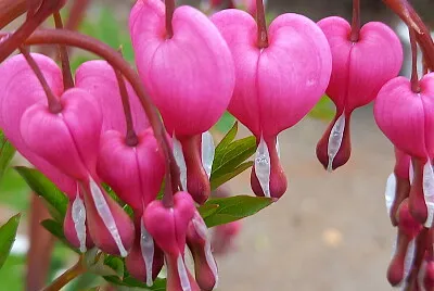 coeur de Marie