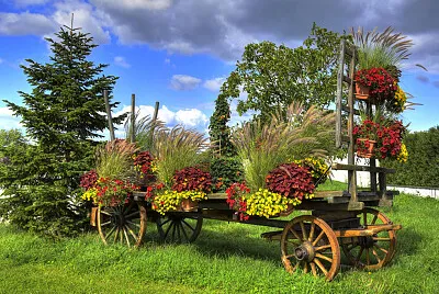Petunias - Francia