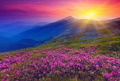 Fleurs en montagne jigsaw puzzle